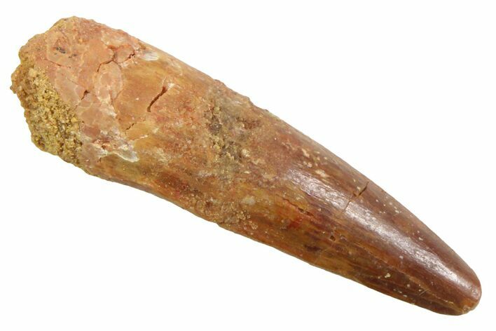 Juvenile Fossil Spinosaurus Tooth - Real Dinosaur Tooth #354837